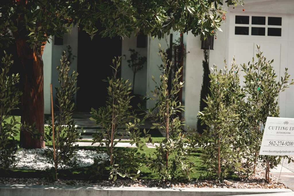 7th Street Front Yard Renovation